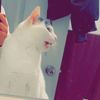 chewablevermin2