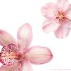 live____tolove