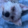 brandon_1182