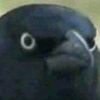angery_birb