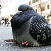 blue_pigeon23