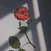 wlaty775xam