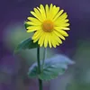 user92813780