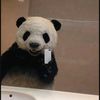 pandachinwenwensa