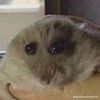 anamariahorea