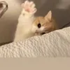 whowoops