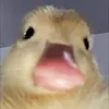 bibibihb