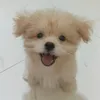 mikashihtzu