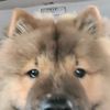 houseofchowchows