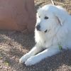 mason_thegreatpyrenees