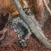 running_snake