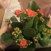 elifmina3333