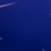 wpdgmpdgmg