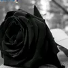 rojbena3