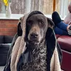 16dogslife