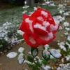 fuadghadir