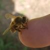 adudewithbees