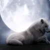 xxlupoxx05