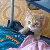 emaachy