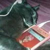 _____.kitty______
