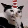 catinthehat8767