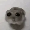 folkgorilla