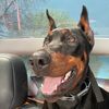 dracothedoberman24