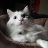 theladyofkaraoke
