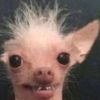 crustydogsneeze