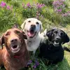 chaotic_labradors
