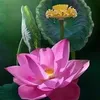 hungthai252