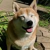 lulu_wolf_