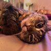 piper_bean_beau_
