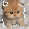 whtchulooking.4