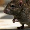 rat_girl_syndrome