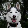 huskygator.sumi