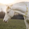 tinywhitehorse