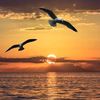 anoosh_1234