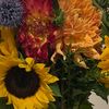 gardenshed001