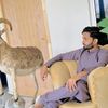 Faraz Arain
