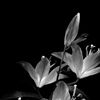 _..lilly_s.._