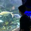 rafli_434