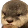 broki_4evr