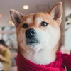 chikuwa_shibainu