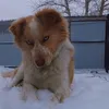 dog_pooh1