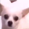 dinkzyfn