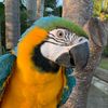 George the Macaw