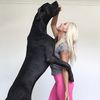 iristhebluegreatdane