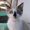 saaidamanaa