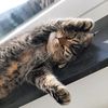 x.shiraa_scottishfold
